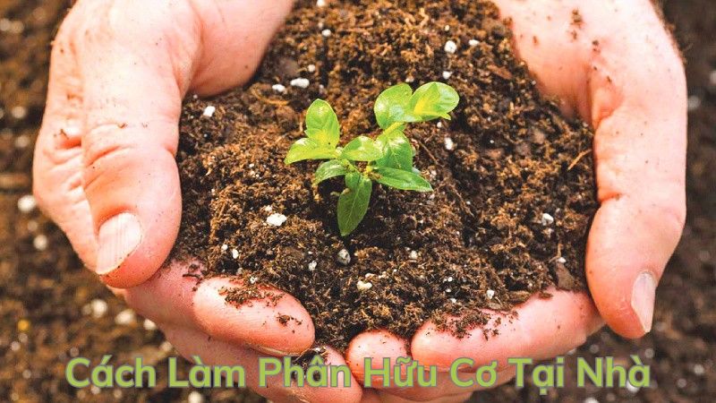 Cách Làm Phân Hữu Cơ Tại Nhà: Hướng Dẫn Chi Tiết và Lợi Ích