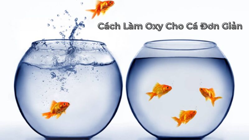 Hướng Dẫn Chi Tiết Cách Làm Oxy Cho Cá Đơn Giản